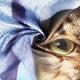 Riyidecor Funny Cat Shower Curtain Kids 12 Pack Metal Fabric Hooks Kitten Yellow Rubber Duck Head Wrapped Bath Towel Blue Decor Fabric Polyester 72" W x 72" H