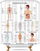 Riyidecor Human Body Shower Curtain Illustration Decor Bathroom Polyester Waterproof 72Wx72H Inch with Plastic Hooks 12 Pack